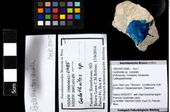 Foto (Objekt + Etiketten) von Galatheites sp. 